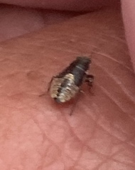 Heterogaster urticae