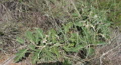 Solanum lichtensteinii