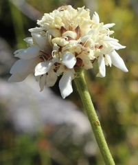 Cephalaria rigida