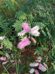Mimosa dysocarpa
