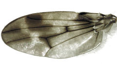 Scaptodrosophila
