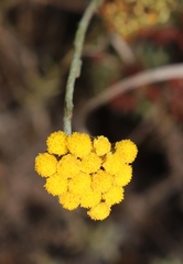 Helichrysum anomalum