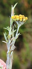 Helichrysum anomalum