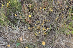 Helichrysum anomalum