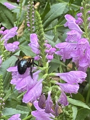 Xylocopa virginica