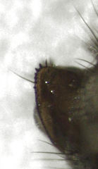 Scaptodrosophila