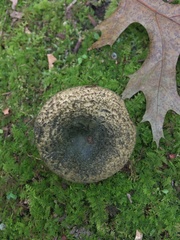 Lactarius atroviridis