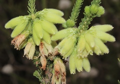 Erica sparrmanni