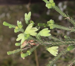 Erica sparrmanni
