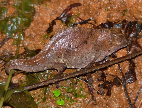 Rhampholeon temporalis