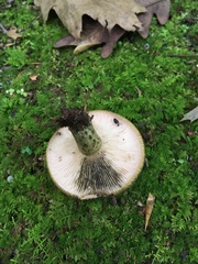 Lactarius atroviridis