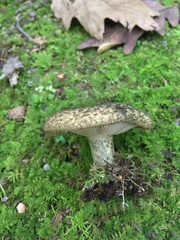 Lactarius atroviridis