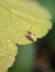 Nysius simulans
