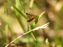 Metisella malgacha