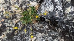 Potentilla hyparctica