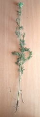 Seseli annuum