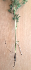 Seseli annuum