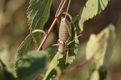 Ephippiger discoidalis