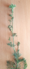 Seseli annuum