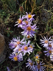 Aster alpinus