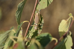 Ephippiger discoidalis
