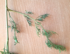 Seseli annuum