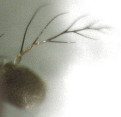Scaptodrosophila