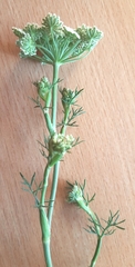 Seseli annuum