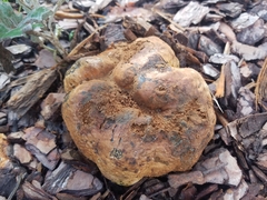 Pisolithus tinctorius