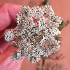 Seseli annuum