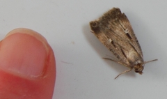 Tathorhynchus exsiccata
