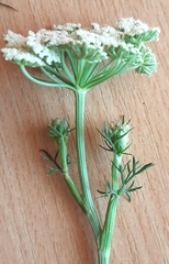Seseli annuum