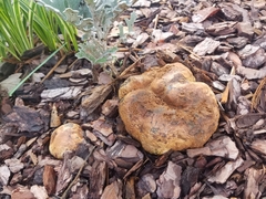 Pisolithus tinctorius