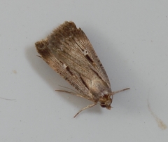 Tathorhynchus exsiccata