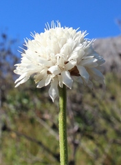 Cephalaria rigida