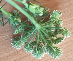 Seseli annuum
