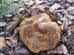 Pisolithus tinctorius