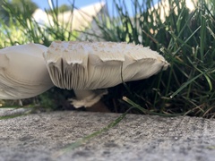 Chlorophyllum molybdites