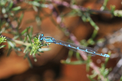 Coenagrion caerulescens