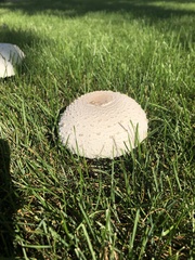 Chlorophyllum molybdites