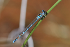 Coenagrion caerulescens