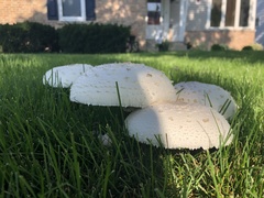 Chlorophyllum molybdites
