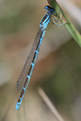 Coenagrion caerulescens