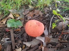 Hortiboletus rubellus