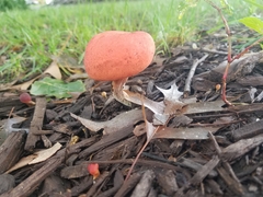 Hortiboletus rubellus