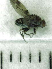 Scaptodrosophila