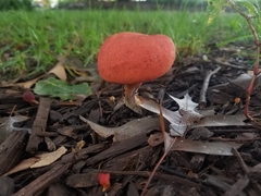 Hortiboletus rubellus