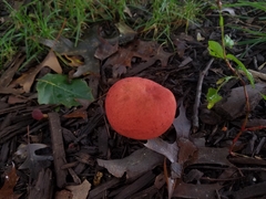 Hortiboletus rubellus