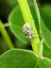 Eudiagogini