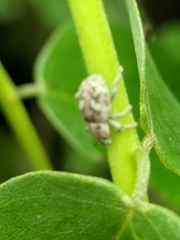 Eudiagogini